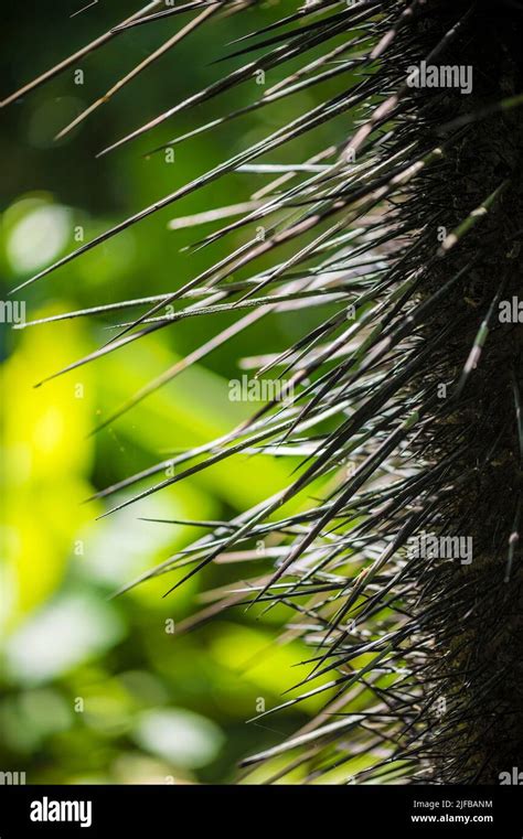 Palm Tree With Thorns Hi Res Stock Photography And Images Alamy