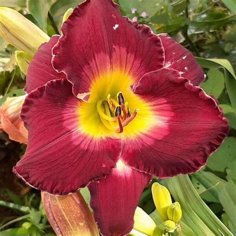 Daylily Hemerocallis Robert Lee Batt In The Daylilies Database