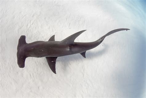 Whitefin Hammerhead Shark