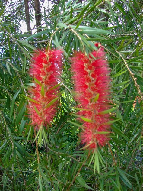 Callistemon viminalis - Acacia LLC