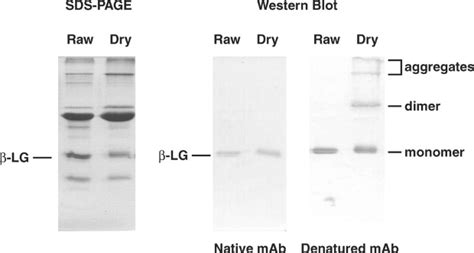 A Novel Conformation Dependent Monoclonal Antibody Specific To The Native Structure Of β