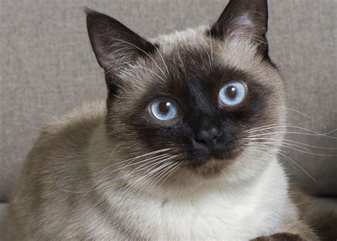 Siamese Cat Breed: History, Characteristics, and More