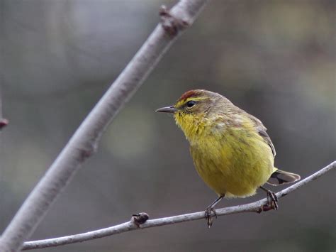 The Pursuit of Warblers: Five warbler species to end the third week of April