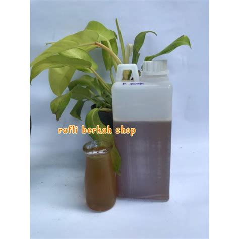 Jual Madu Asli Nektar Bunga Kayu Putih Kg Madu Shopee Indonesia