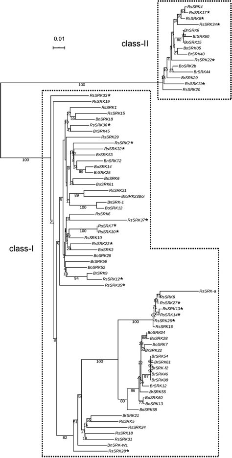 Phylogenetic Tree Constructed From Srk Sequences Of Brassica Rapa B