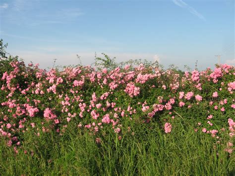 Prairie Places: Wild Prairie Roses