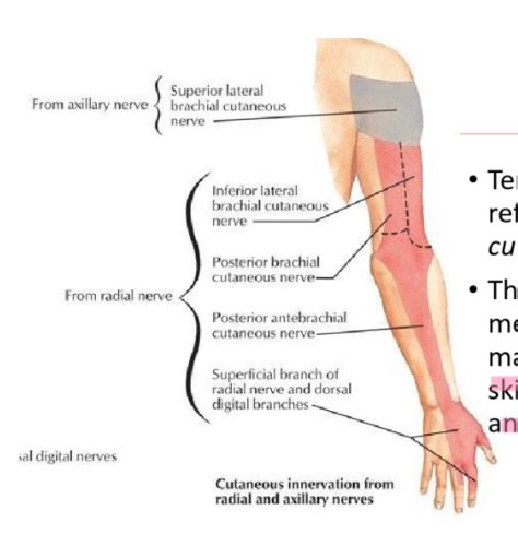 Lecture 9 Myotomes Dermatomes And Cutaneous Innervation Maps