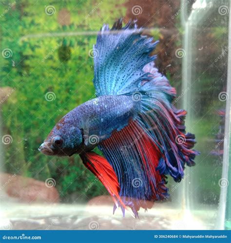 Ikan Cupang Merah Biru Jantan Red Blue Betta Fish Stock Photo Image