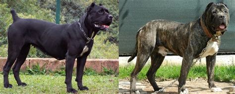 Presa Canario vs Cane Corso: What's the Difference Between These Dogs ...