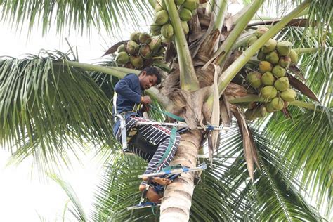 Coconut Tree Climbing Machine For Agriculture Farming Model Name