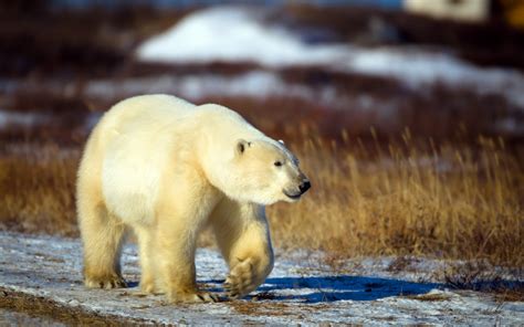 Hintergrundbilder Tiere Tierwelt Eisbären Zoo Bär Fauna