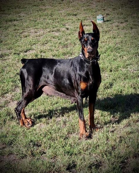 AKC Euro Doberman Puppies | PetClassifieds.com