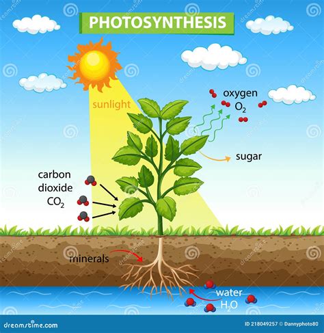 Diagrama Mostrando O Processo De Fotossíntese Na Planta Ilustração Do