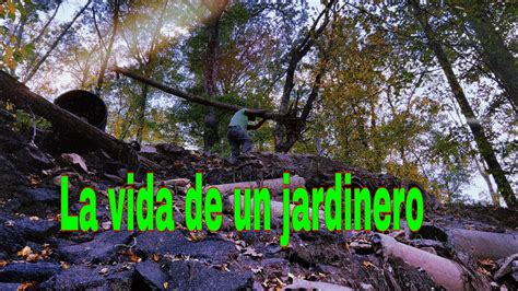 Tips Como Darle Mantenimiento A Un Bosque De Una Propiedad Youtube