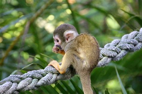 Facts about squirrel monkeys