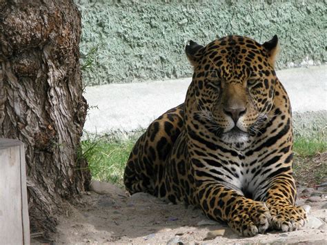 Jaguar En El Parque Morelos Fcastellanos Flickr