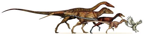 How Dinosaurs Shrank Into Birds CBC News