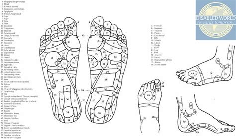 Printable Reflexology Foot Chart Showing Pressure Points | Foot chart, Reflexology foot chart ...