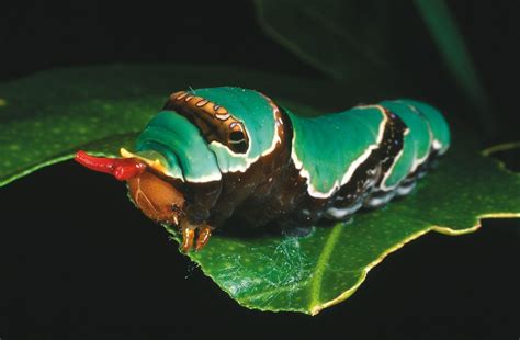 Ulysses Butterfly Caterpillar