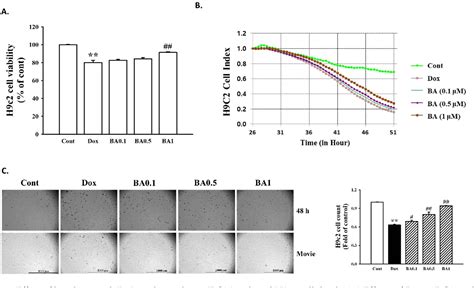 Figure 1 From Betulinic Acid Protects DOX Triggered Cardiomyocyte