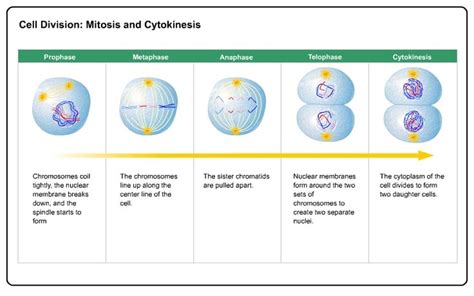 Mitosis And Cytokinesis Cell Divisionprophase Chromosomes Coil Tightly