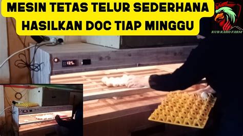 UJI COBA PERDANA MESIN TETAS TELUR MANUAL KAPASITAS 300 PETERNAK