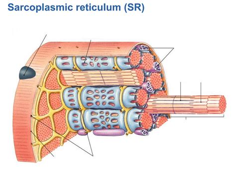 sarcoplasmic reticulum diagram Diagram | Quizlet