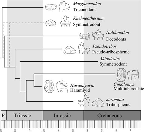 Figure From The Role Of Phenotypic Integration In Mammalian Tooth