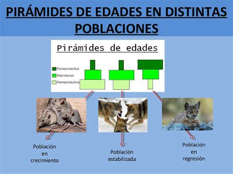 Estructura Distribución Y Control De La Población