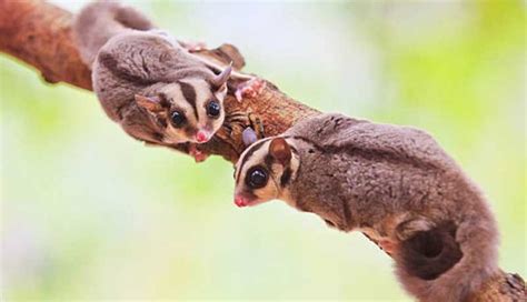 Il Petauro Dello Zucchero Il Marsupiale Volante Da Scoprire