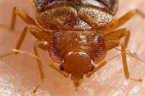 Bed Bug Control Services In Calgary Grove Pest Control