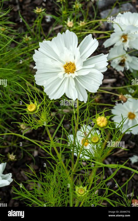 Cosmos Bipinnatus Sonata White Stock Photo Alamy