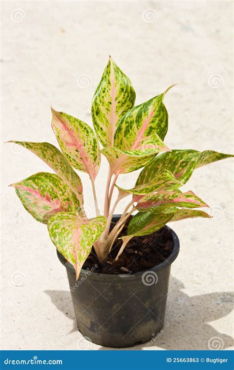 Planta Del Aglaonema En Crisol Imagen De Archivo Imagen De Cecilia