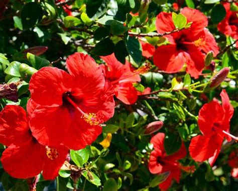 Effective Ways To Use Hibiscus For Your Hair