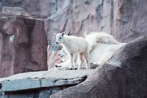 Baby Mountain Goat Climbing