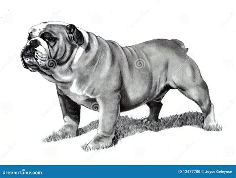 Bulldog Cartoons, Illustrations & Vector Stock Images - 19987 Pictures ...