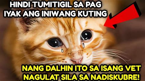 Hindi Tumitigil Sa Pagiyak Ang Iniwang Kuting Ng Dalhin Ito Sa Isang