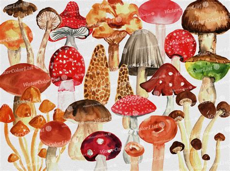 Mushrooms Watercolor Image Picture Hand Painting Clip Art Etsy In