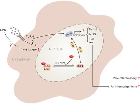 Senp1‐klf4 Signalling Regulates Lps‐induced Macrophage M1 Polarization