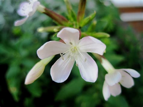 Banco de imagens Flor plantar branco flor pétala pequeno