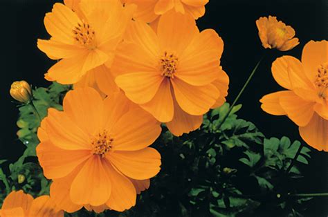 Gold Cosmos Archives Aggie Horticulture