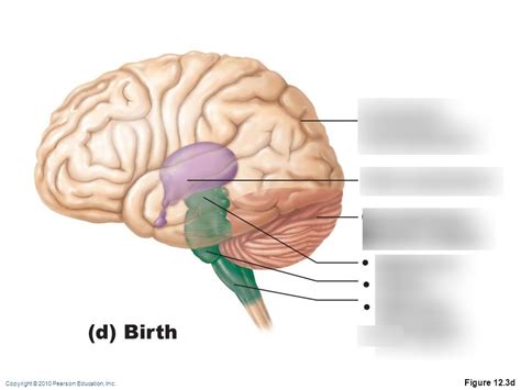 Regions Of The Brain Brain Stem Diagram Quizlet