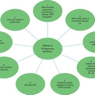 An overview of some major effects of proteasome inhibition. | Download ...