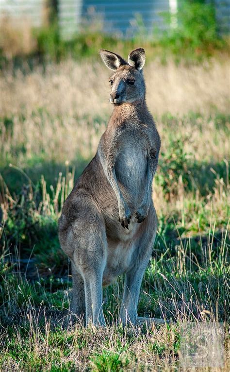 How Many Unique Animals Are In Australia