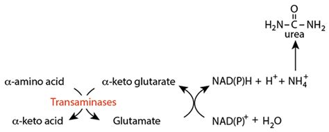 Glutamate Dehydrogenase Transamination