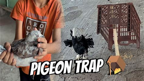 New Pigeon Trap How To Catch Pigeons At Home 🤯💯 Kabutar Trap Abu