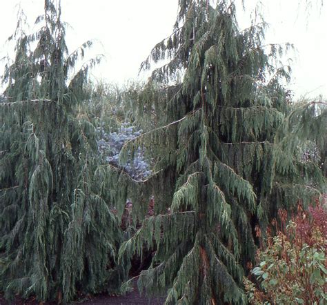 Callitropsis Nootkatensis Pendula Landscape Plants Oregon State