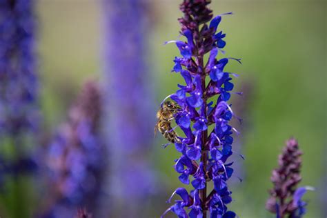 Free Images Natural Flower Insect Pollinator Purple Violet