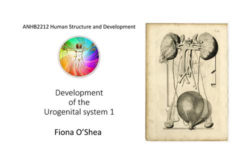 Development Of Urogenital System For Lms Development Of The