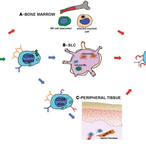 Human Cytomegalovirus Accelerates Nk Cell Maturation After Hsct